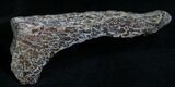 Agatized Dinosaur Bone Chunk (Polished) #7228-1
